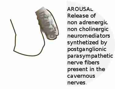 how-erection-happens erection-parasympathetic-nervous-system