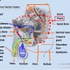 male-genitals-mydoctortellscom MALE URINARY AND GENITAL ORGANS