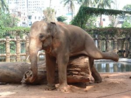 do-animals-masturbate-4 masturbation image showing elephant