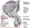 image showing Precum Pre ejaculate is lubricating fluid secreted by Cowper's gland. Precum is not semen