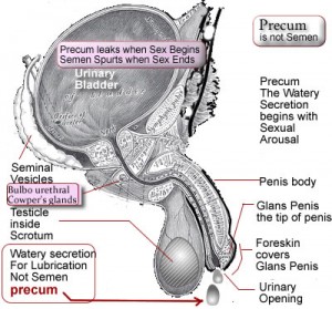 image showing Precum Pre ejaculate is lubricating fluid secreted by Cowper's gland. Precum is not semen