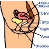 Shows position of tampon relative to urethra, urinary bladder, rectum, anus
