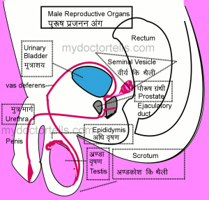 image male reproductive system in Hindi Which doctor to meet for treatment of increase in penis size? I am going to get married soon. I am just married. My penis is very small How to find best sex doctor in Mumbai for treatment of erection problem?