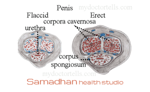 लिंग लंबा बडा मोटा करने का विश्वास का तरिका Penis cross section showing the corpora cavernosa and corpus spongiosum containing urethra Hindi Which doctor to meet for treatment of increase in penis size? I am going to get married soon. I am just married. My penis is very small How to find best sex doctor in Mumbai for treatment of erection problem?