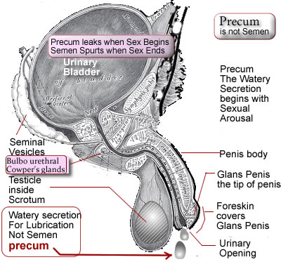 image showing precum with names of male external genitals
