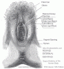 image of external female genitals with anatomical names of parts. Samadhan Health Studio Mumbai