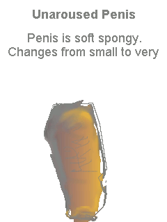 animated image picture see how penis size changes big small naturally showing variation in the size of penis from small to smaller or bigger in flaccid, not erect, normal state