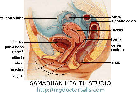 female-reproductive-system-picture