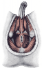 Pelvic Floor Muscles Gray406-Perineal-muscles