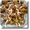 1 b. chana चणा sprouts germinating pulses मोड़ आलेले कडधान्य उसळी चणा sex power nutrition home remedies
