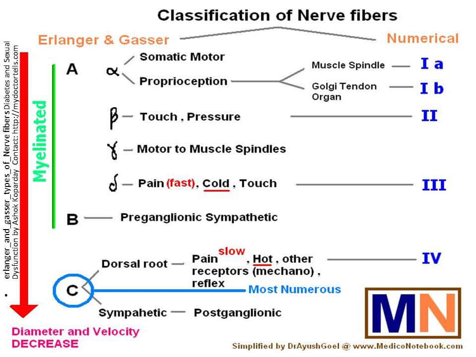 Nerve Fibers - Diameter and Velocity - Erlanger & Gasser and  Numerical  Classification Myleinated Non myleinated including preganglionic and postganglionic sympathetic by Sexologist Ashok Koparday Mumbai